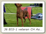 36 BIS-1 veteran CH Asketvetens Chaz